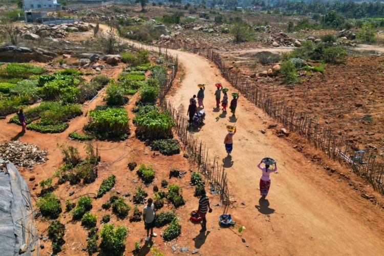 Titan Company Plants Over 2 Lakh Saplings, Aims For 800 Tonnes of CO₂ Sequestration Annually Over 20 years